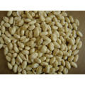 New Crop Good Quality Blanched Peanut Kernels